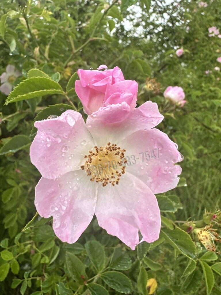 Eladó Építési telek, Törökbálint, Nincs megadva, 1425nm, 36700000 Ft