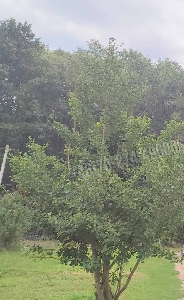 Eladó Családi ház, Mohora, 65nm, 10000000 Ft