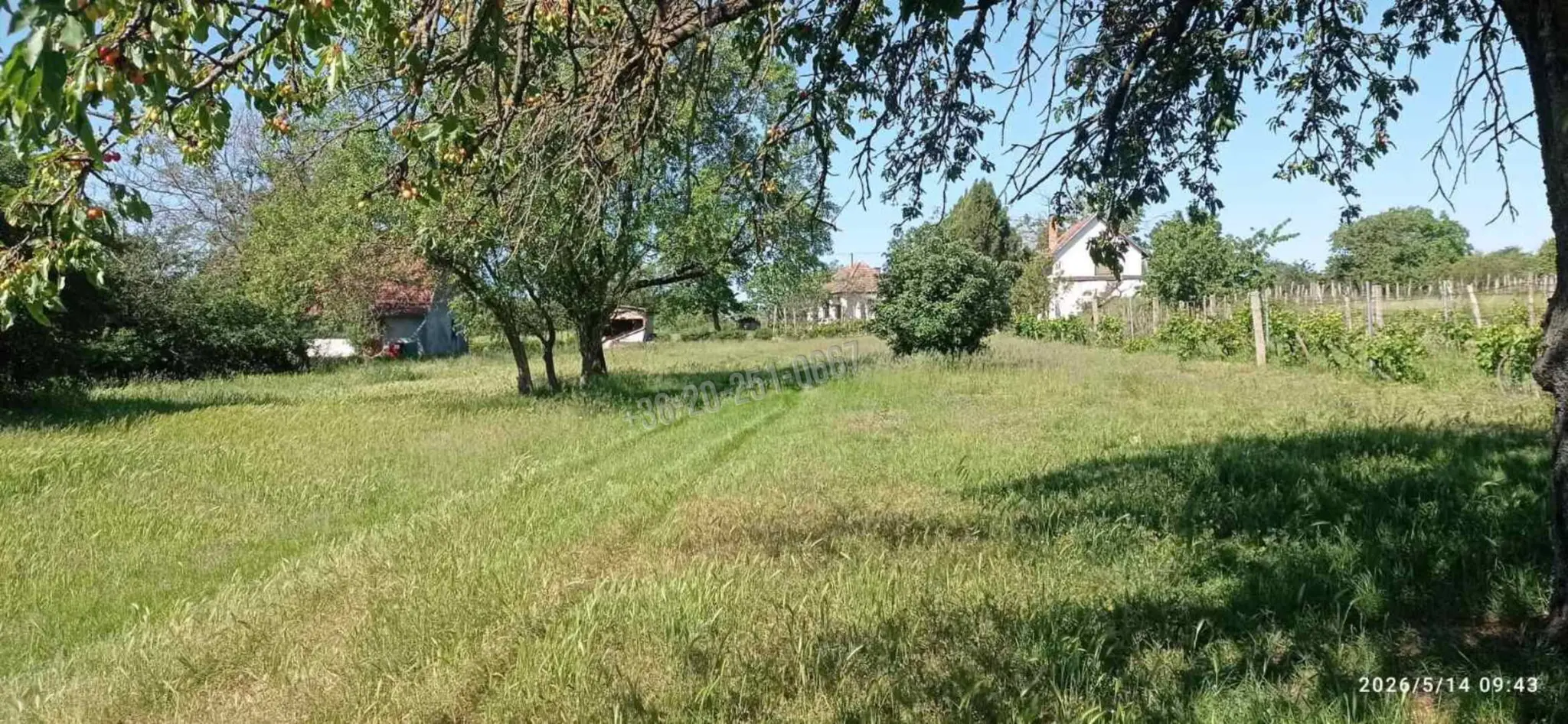 Eladó Külterületi telek, Mohács, Nincs megadva, Szőlőhegy, 100nm, 6000000 Ft